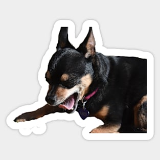 Chihauhau Yawn Sticker